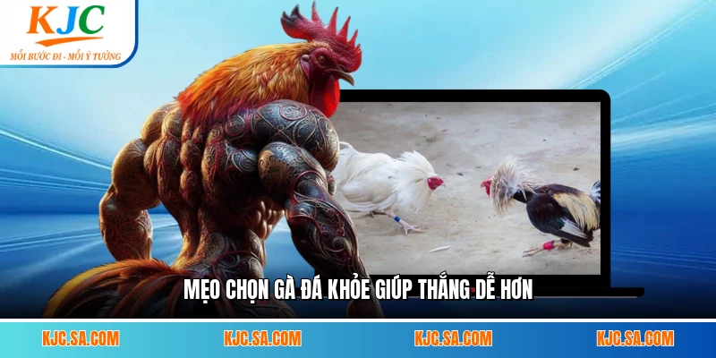 Mẹo chọn gà đá khỏe giúp thắng dễ hơn